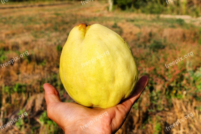 Quince Fruit Field Summer Fruits