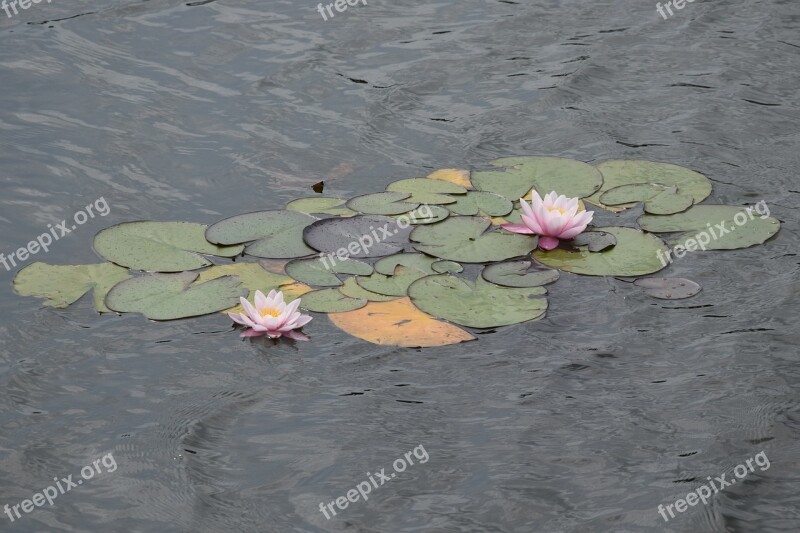 Water Lilies Flowers Water Pond Lake