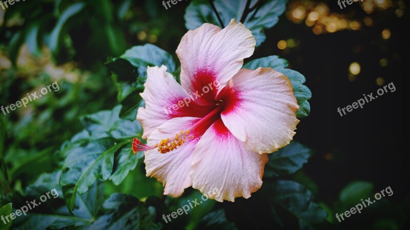 Flowers Beautiful Plant Flower Open