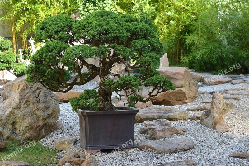 Bonsai Japan Tree Harmony Art