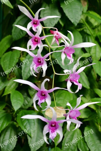 Orchid Panicle Flowers Close Up Filigree