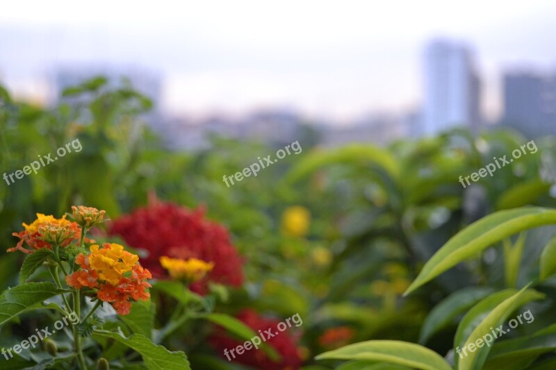 Flower Kuala Lumpur Malaysia Green Yellow Flower