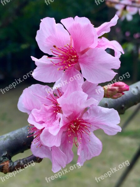 Flower Flowers Blossom Peach Flowers Pink Free Photos