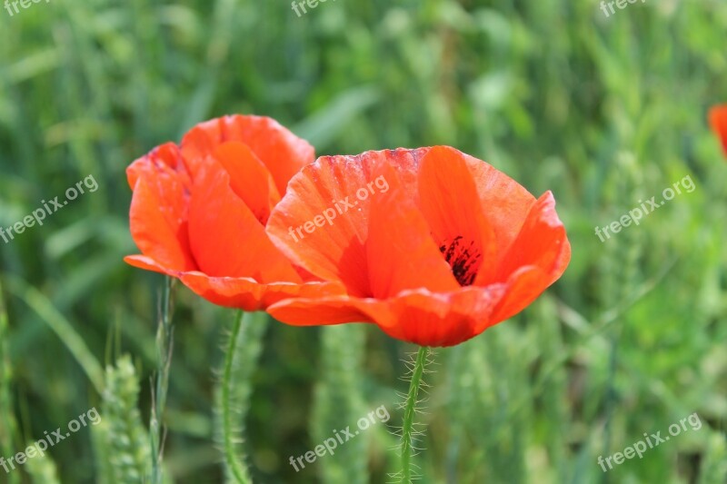 Mack Flower Red Meadow Field