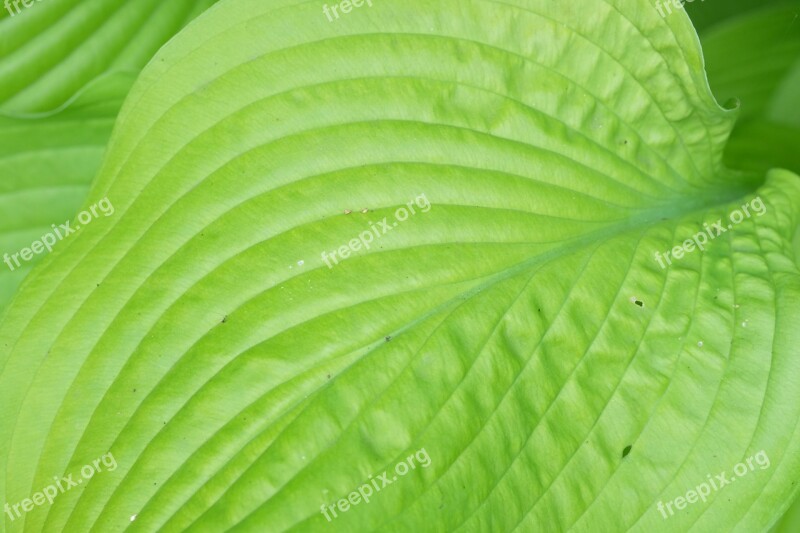 Hosta Leaf Green Garden Foliage