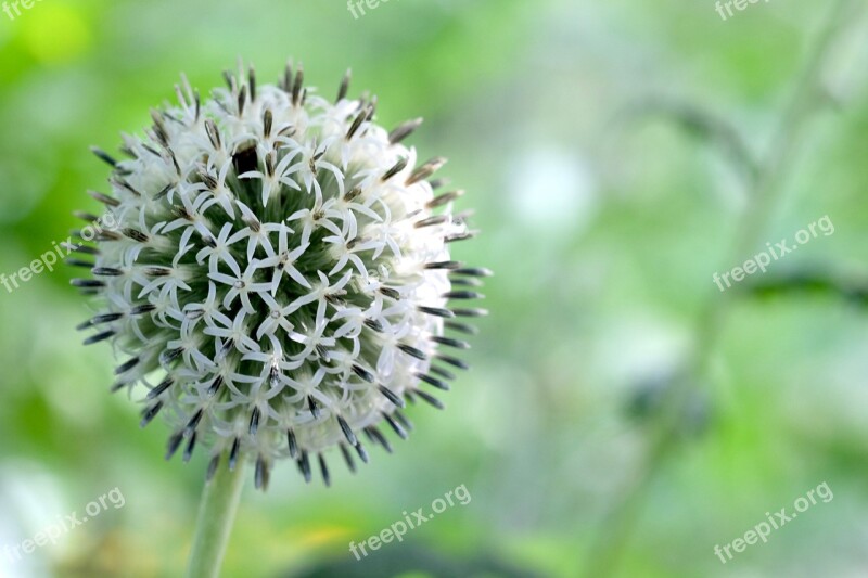 Echinops Globe Thistle White Flower Bloom Blossom