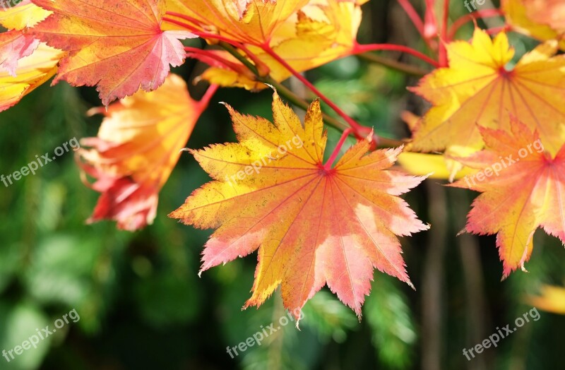 Acer Maple Autumn Leaves Orange