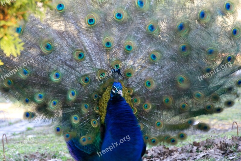 Peacock Bird Bird Peacock Petting Zoo Zoo