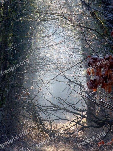 Forest Radius Sun Enchanted Nature