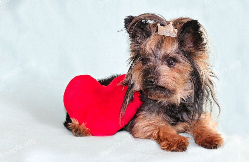 Yorkshire Terrier Dog Heart Cute Free Photos