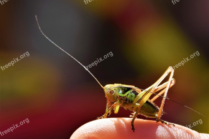 Grasshopper Insect Nature Close Up Green