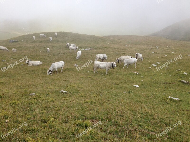 Cows Piedmont Pasture Mountain Mountains