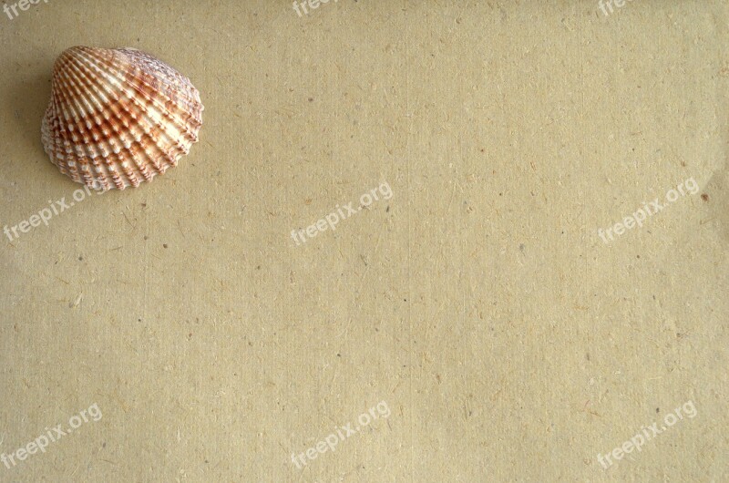 Shell Paper Message Background Write