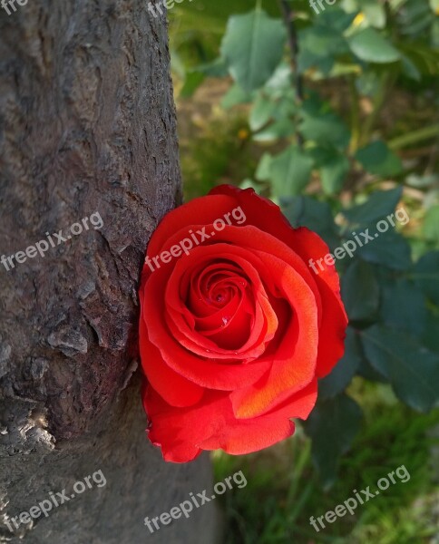 Flower Blossom Floret Inflorescence Pompon