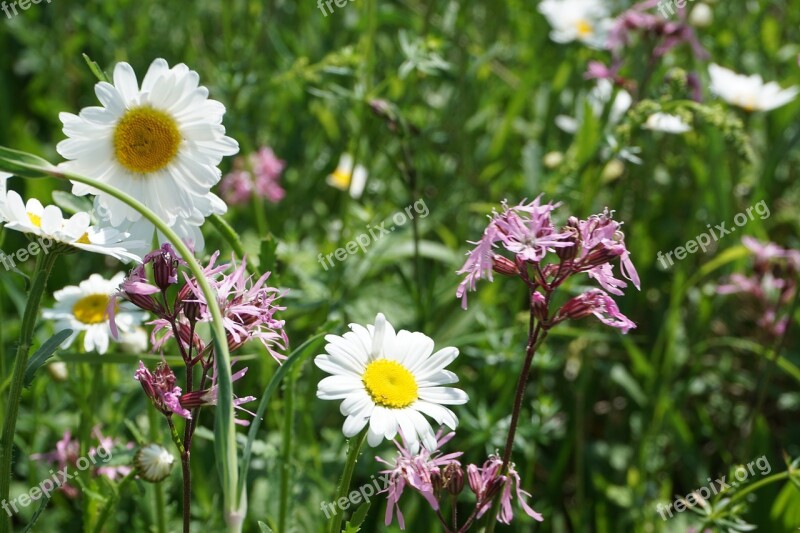 Flower Blossom Bloom Marguerite Nature