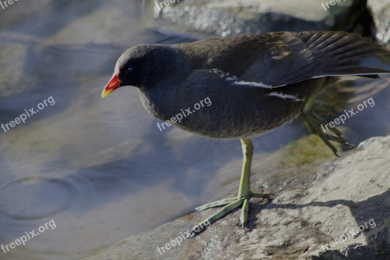 Common Moorhen Water Bird Grünfüßiges Pond Chicken Moorhen Water