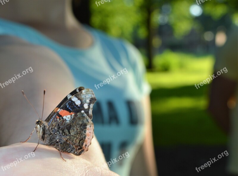 Atalanta Butterfly Bug Animal Colorful