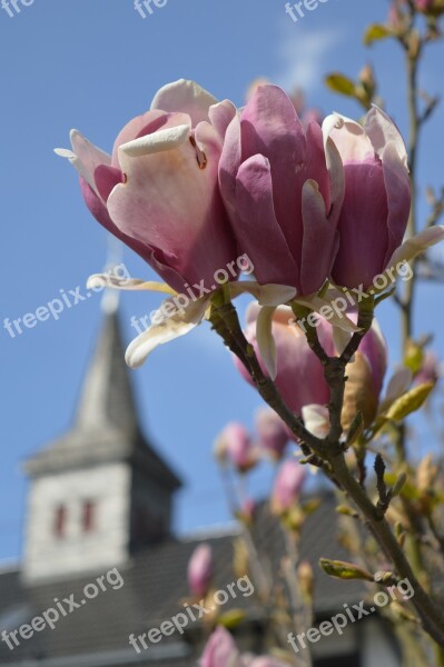 Spring Spring Day Magnolia Flowers Flower