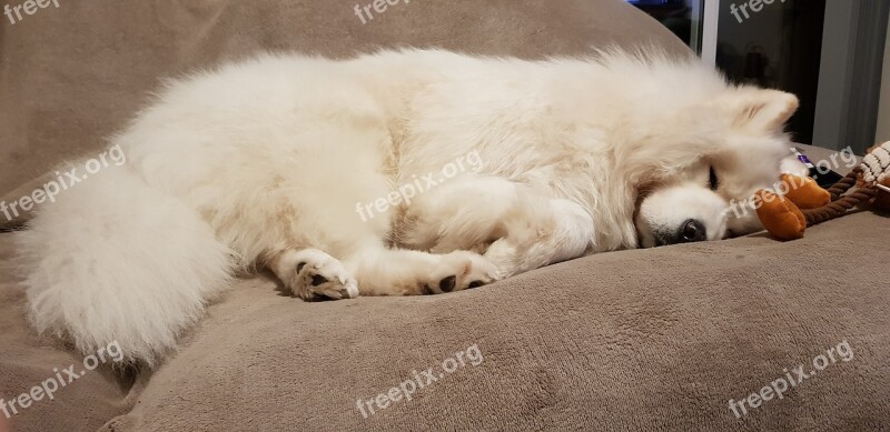 Samoyed Sleep Peaceful Fluffy Dog