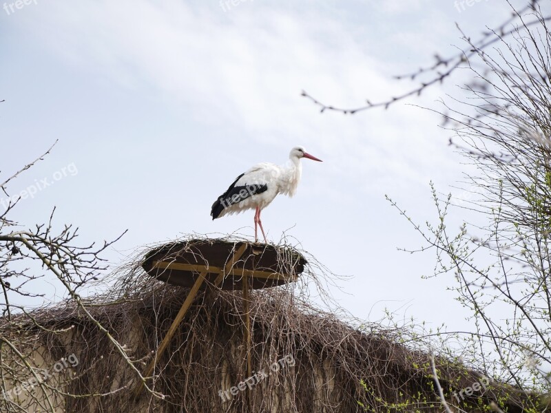 Stork Nest Horst Roof Animal