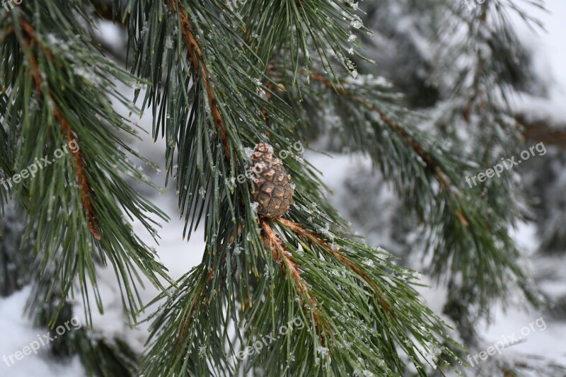 Cone Nature Evergreen Snow Free Photos