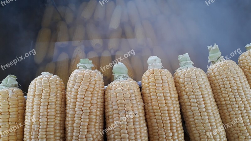 Egypt Food Grain Barley Harvest