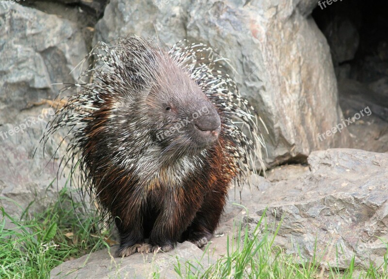 Porcupine Quills Spines Animal Rodent