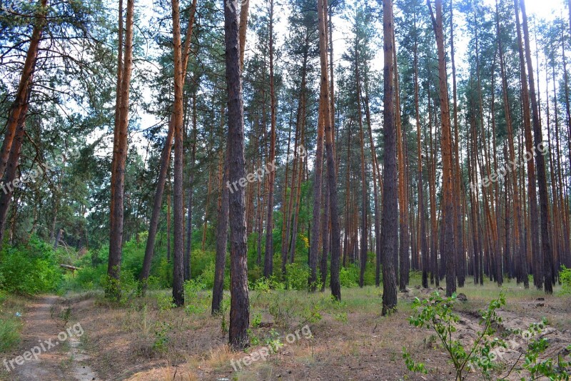 Forest Pine Nature Pines Tree