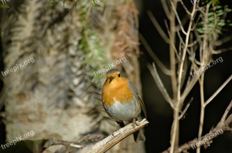 Robin Bird Songbird Small Bird Garden Bird