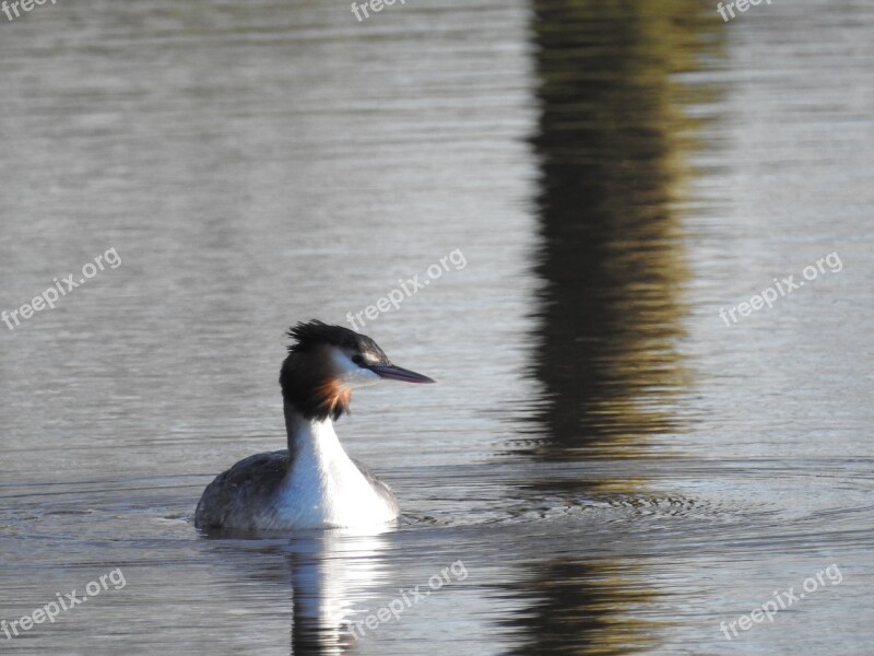 Grebe Waterbirds Bird Nature Water Birds