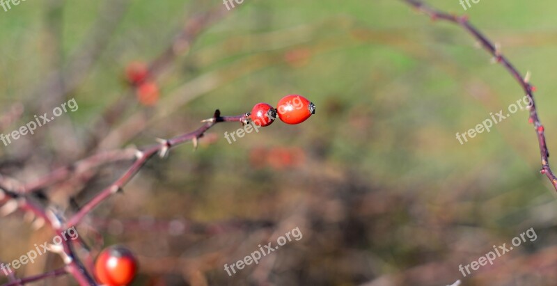 Rose Hip Bush Roses Nature Wild Rose