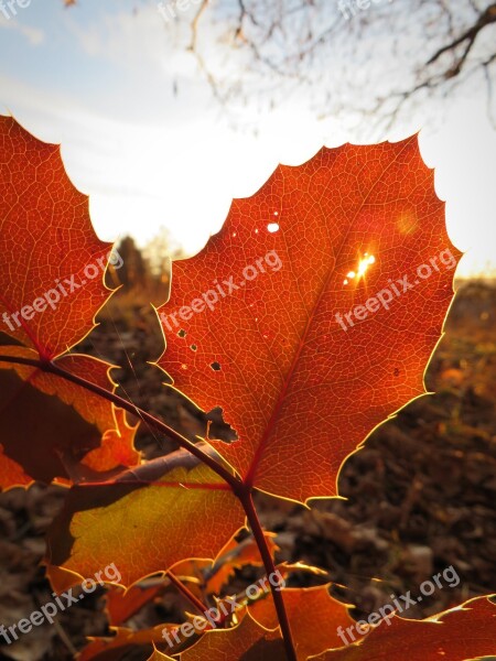 Leaf Foliage Leaf Leaves Autumn Autumn Leaf