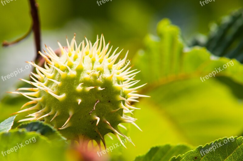 Chestnut Leaf Chestnut Fruit Chestnut Tree Green