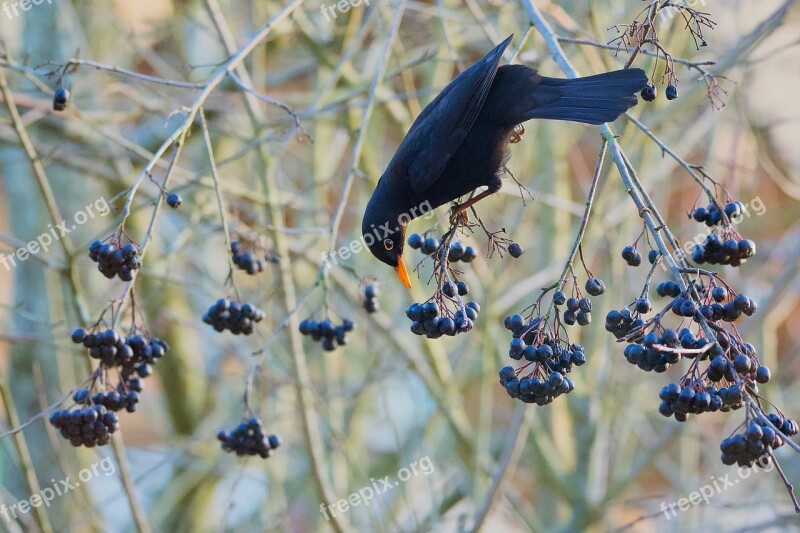 Merle Aronia Bird Food Eat