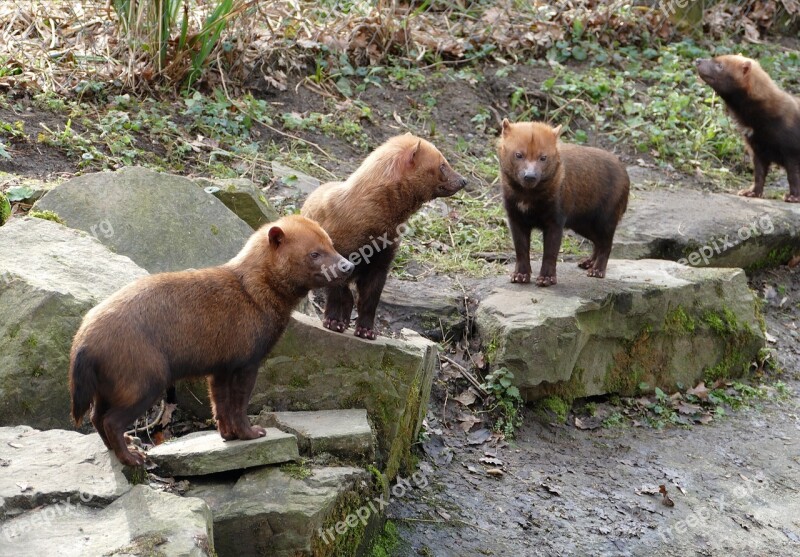 Boshond Dog South America Animal Mammal