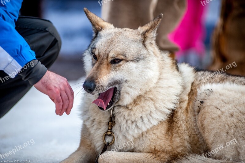 Dog Portrait Animals Snout Fur