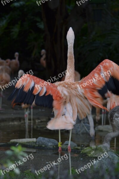 Flamingo Pink Zoo Animal Free Photos