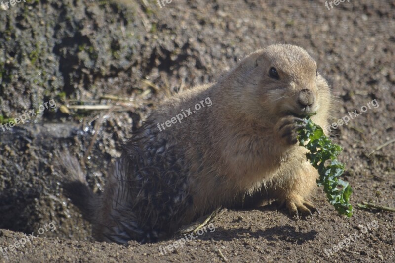 Groundhog Prairiedog Zoo Animal Free Photos