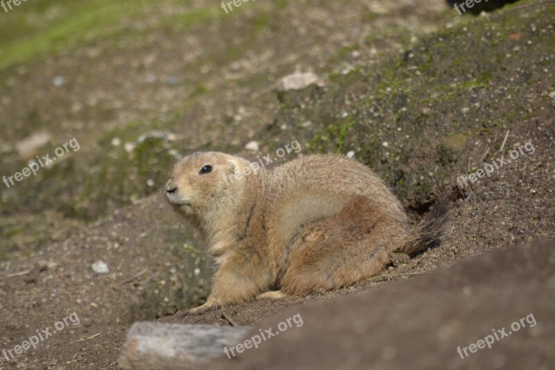 Groundhog Prairiedog Zoo Animal Free Photos