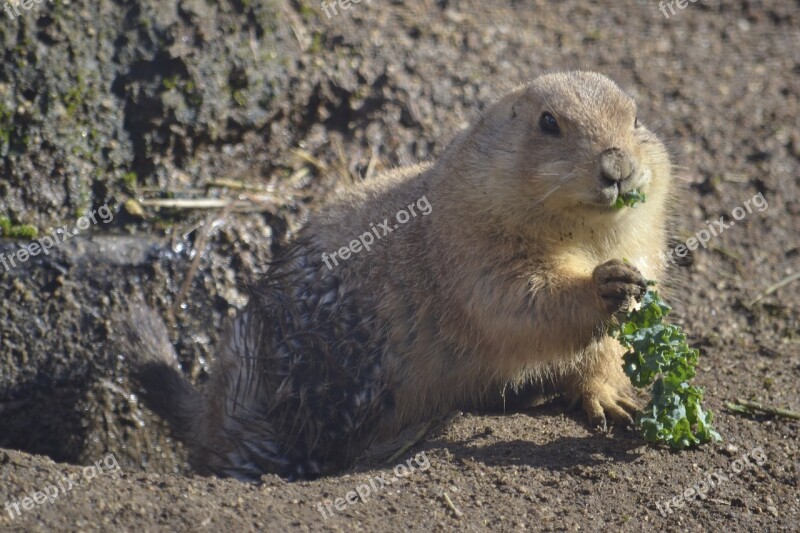 Groundhog Prairiedog Zoo Animal Free Photos