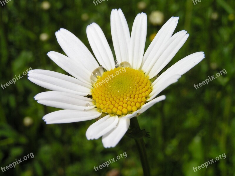 Marguerite Daisy Close Up Flower Flora