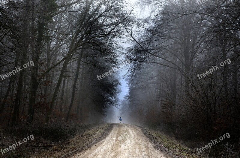 Forest Jogging Nature Wood Active