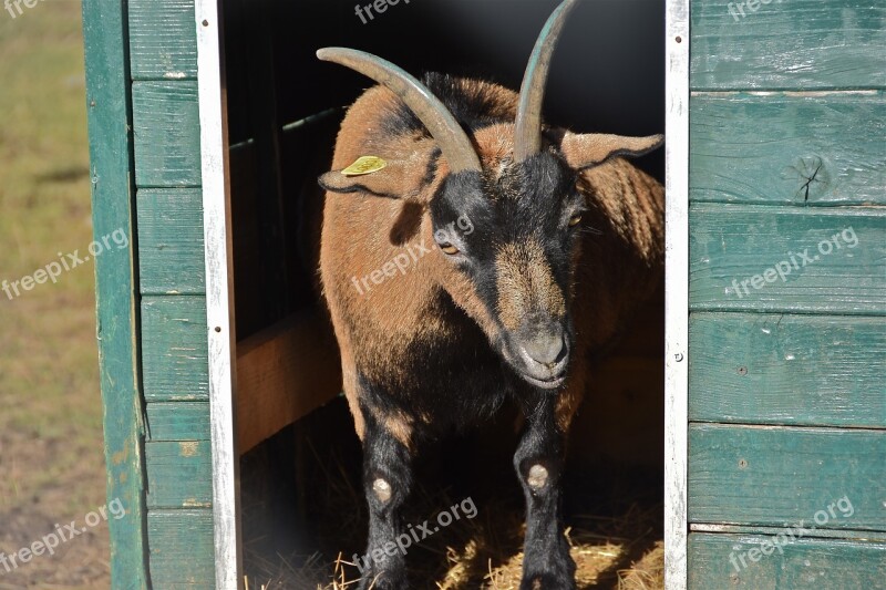 Goat Cabin Horns Goatee Animals