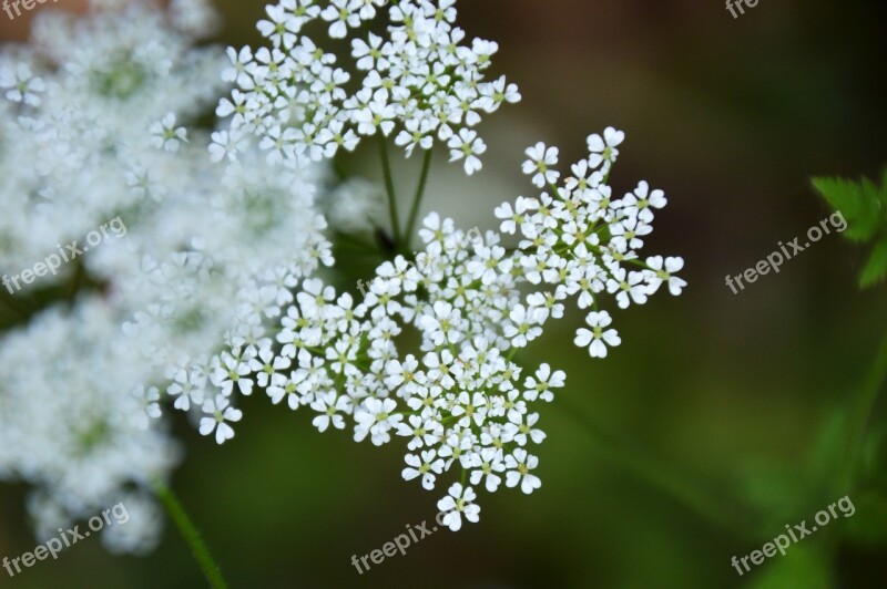 Chervil Wild Myrrhis Odorata Perennial Plant Herbaceous