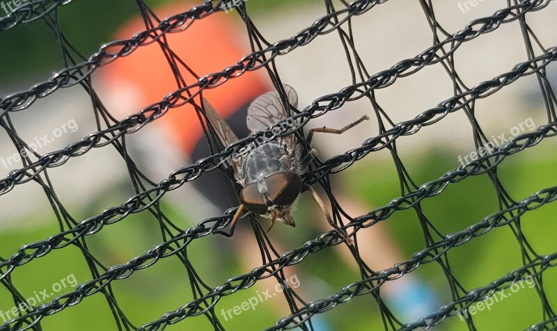 Mucha Insect Prison Macro Nature