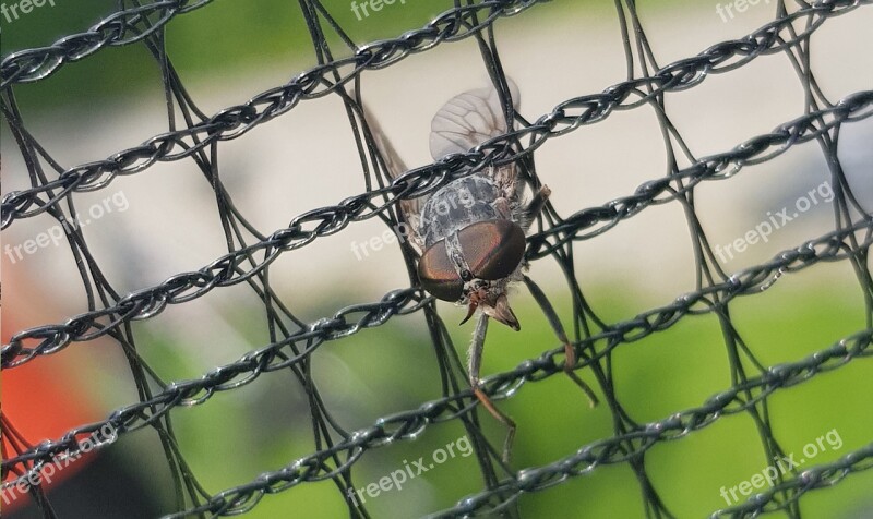 Mucha Insect Prison Macro Nature