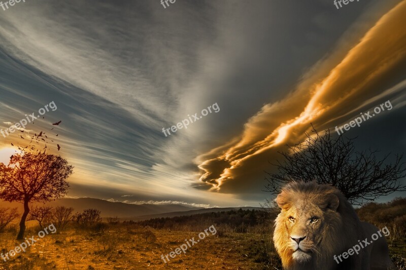 Lion Animal Prairie Landscape Sun