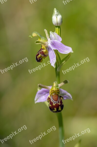 Bee Orchid Wildflower Flora Plant Ophrys