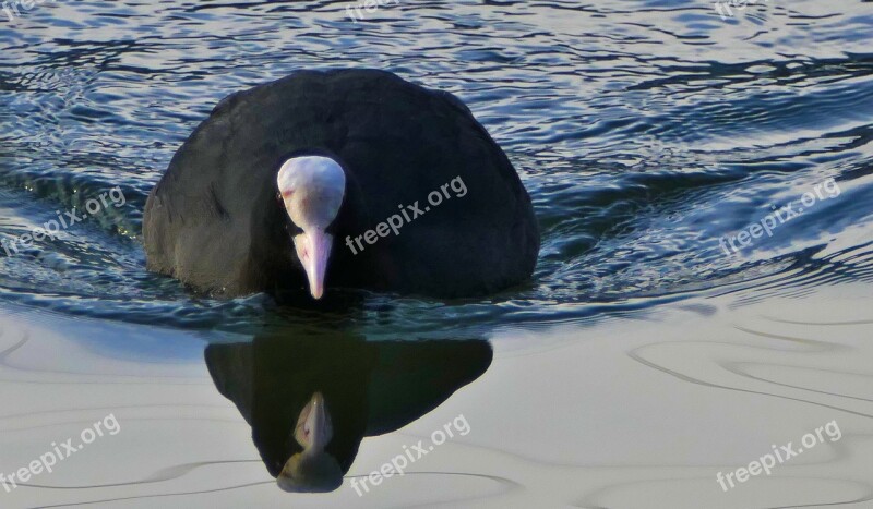 Water Water Bird Coot River Light