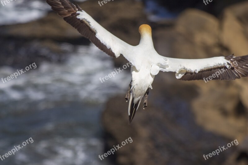 Flying Bird Sea Gannet White